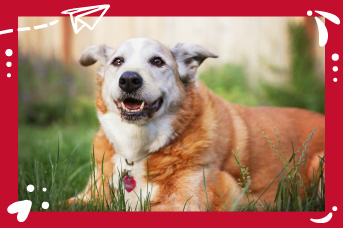 perro-senior3.jpg